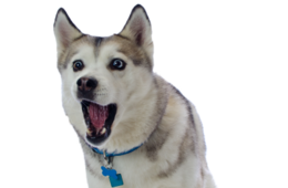 animals & Husky free transparent png image.