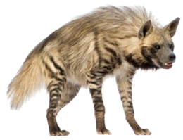 animals & Hyena free transparent png image.