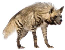 animals & hyena free transparent png image.