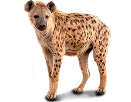 animals & Hyena free transparent png image.