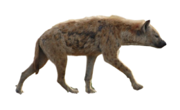 animals & Hyena free transparent png image.