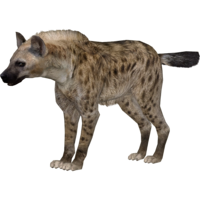 animals & Hyena free transparent png image.