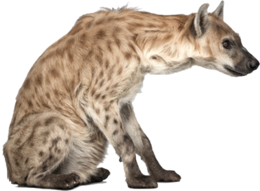 animals & Hyena free transparent png image.