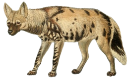 animals & Hyena free transparent png image.