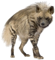 animals & Hyena free transparent png image.
