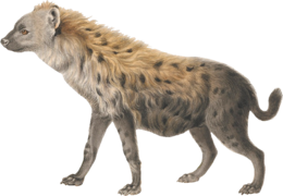 animals & hyena free transparent png image.
