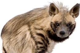 animals & hyena free transparent png image.