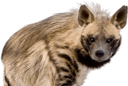 animals & Hyena free transparent png image.