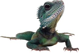 animals & iguana free transparent png image.