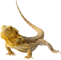 animals & iguana free transparent png image.