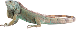 animals & Iguana free transparent png image.