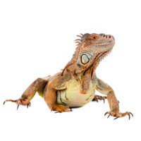 animals & Iguana free transparent png image.