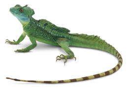 animals & Iguana free transparent png image.