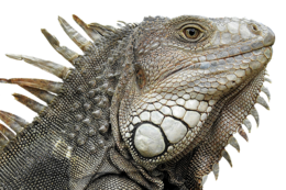 animals & Iguana free transparent png image.