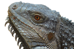 animals & Iguana free transparent png image.