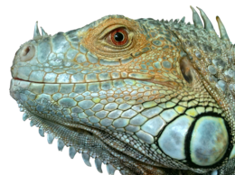 animals & iguana free transparent png image.