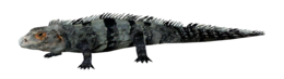 animals & Iguana free transparent png image.