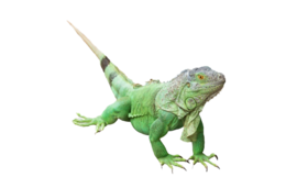 animals & Iguana free transparent png image.