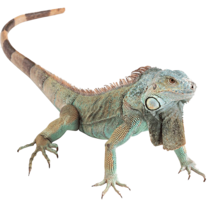 animals & iguana free transparent png image.