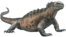 animals & Iguana free transparent png image.