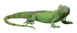 animals & Iguana free transparent png image.