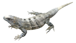 animals & Iguana free transparent png image.