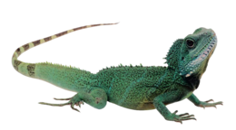 animals & iguana free transparent png image.