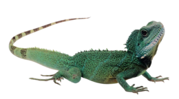 animals & Iguana free transparent png image.