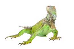 animals & iguana free transparent png image.