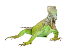 animals & Iguana free transparent png image.