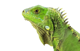 animals & Iguana free transparent png image.