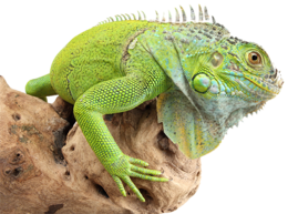 animals & Iguana free transparent png image.