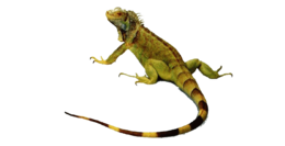 animals & iguana free transparent png image.