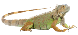 animals & iguana free transparent png image.