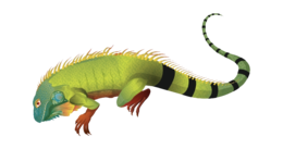 animals & Iguana free transparent png image.