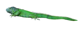 animals & Iguana free transparent png image.