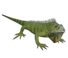 animals & Iguana free transparent png image.