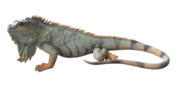 animals & iguana free transparent png image.