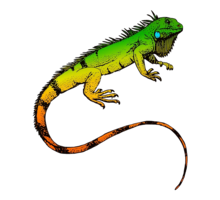 animals & Iguana free transparent png image.