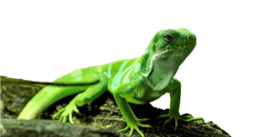 animals & Iguana free transparent png image.