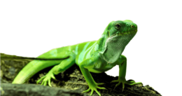 animals & iguana free transparent png image.