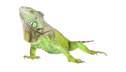 animals & Iguana free transparent png image.