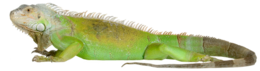 animals & Iguana free transparent png image.