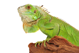animals & Iguana free transparent png image.