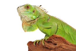 animals & iguana free transparent png image.