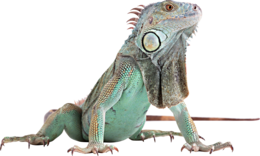 animals & iguana free transparent png image.