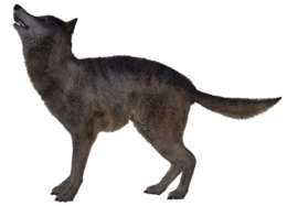 animals & Jackal coyote free transparent png image.