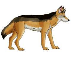 animals & jackal coyote free transparent png image.