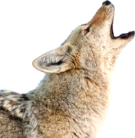 animals & Jackal coyote free transparent png image.
