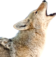 animals & jackal coyote free transparent png image.